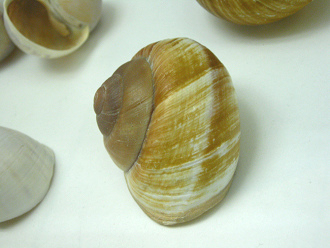 Ryssota otaheitiana ovum, Nahaufnahme
                              01