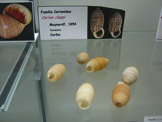 Cerion clappi