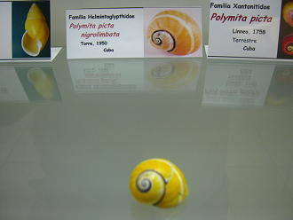 Polymita picta nigrolimbata