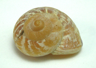 Rissota zeus, primer plano