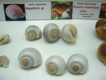 Ampullaria sp