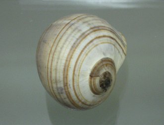 Pila ampullacea, Nahaufnahme