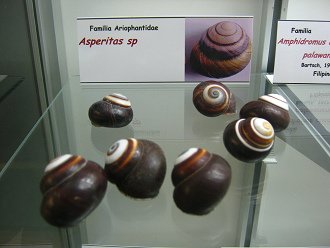Asperitas sp