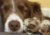 Stopp Tierversuche - z.B. an Hunden