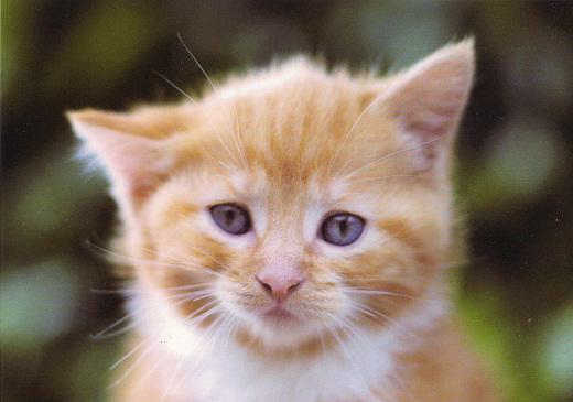 Stop Tierversuche - z.B. an
                    Katzen