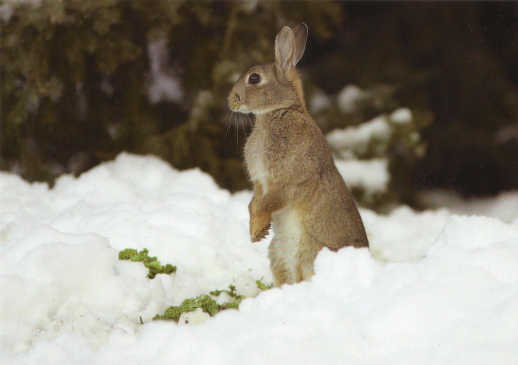 Stop
                    Tierversuche - z.B. an Hasen