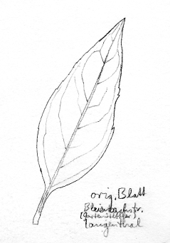 Gr�ne Forsythie, Blatt