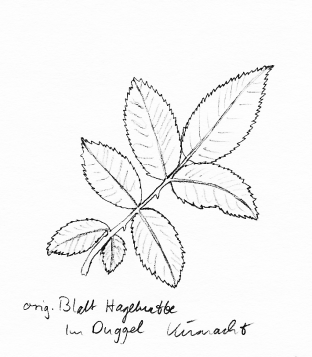 Strauch: Hagebutte, Fiederblatt