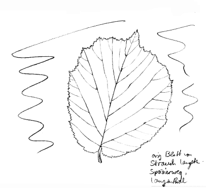 Strauch: Haselnuss, Blatt