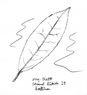 Kirschlorbeer,
                        Blatt