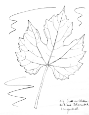 Echte Weinrebe,
                        Blatt (Liane)