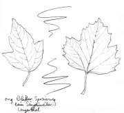 Feuerahorn, Bl�tter