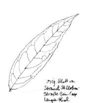 Schmetterlingsflieder, Blatt