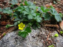 Potentilla
                        en una piedra