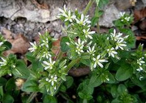 Cerastium
                        glomeratum