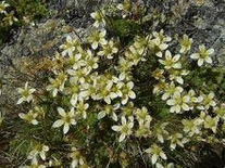 Saxifraga
                        bryoides