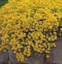 Alyssum montanum