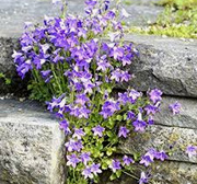Campanula
                        poscharskyana