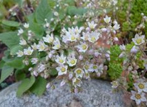 Acaena
                          caesiiglauca