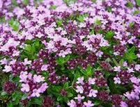 Serpol serrano (Thymus praecox)