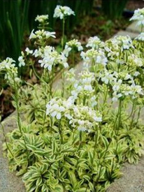 Arabis
                          ferdinandi-coburgii