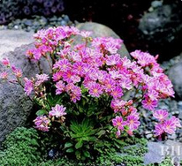 Bitterwurz (Lewisia cotyledon)