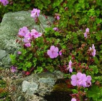 Geranium
                            dalmaticum
