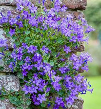 Campanula portenschlagiana