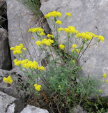 Panalillo, bledo blanco
                              (Alyssum murale)