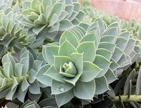 Lechetrezna de Myrtle
                        (Euphorbia myrsinites)