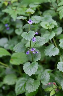Hiedra terrestre (Glechoma hederacea L.)