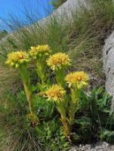 Wulfen-Hauswurz (sempervivum wulfenii)