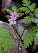 Ruprechtskraut (Geranium robertianum) [93]