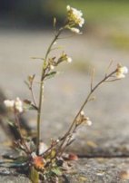 Schotenkresse (Arabidopsis thaliana)