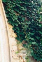 Efeu (Hedera
                        helix)