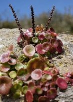 Venusnabel (Umbilicus rupestris)