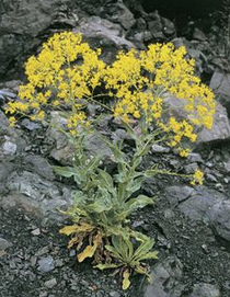 F�rberwaid (Isatis tinctoria)