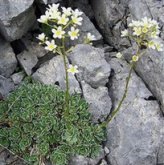 Trauben-Steinbrech (Saxifraga
                        spaniculata)
