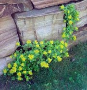 Colorado-Fetthenne (Sedum
                          spatulifolium)