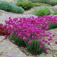 Gew�hnliche Grasnelke (Armeria
                          maritima)