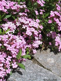 Kleines Seifenkraut
                          (Saponaria ocymoides)