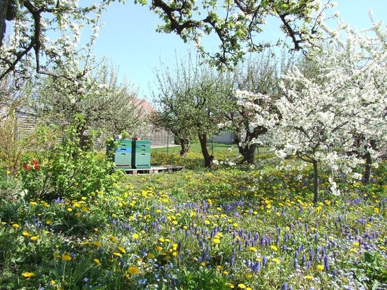 Obstbaumwiese