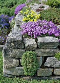 Trockenmauer
              mit Polsterpflanzen