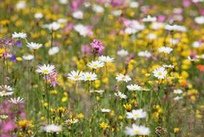 Magerwiese mit
              Alpenblumen