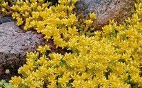 Scharfer
                          Mauerpfeffer / Scharfe Fetthenne (Sedum acre)