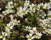 Fr�hlings-Hungerbl�mchen
                        (Draba verna, Erophila verna)