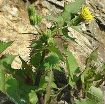 G�nsedistel (Sonchus oleraceus)