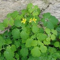 Sch�llkraut (Chelidonium majus)