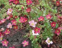 Rosen-Steinbrech (Saxifraga decipiens)