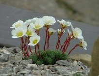 Burser-Steinbrech (Saxifraga burseriana)